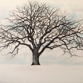 Winter Oak Tree